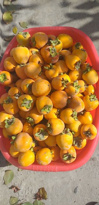 Хурмо бор сотилади