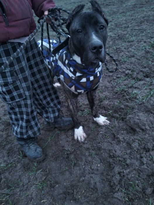 Щенок Кане Корсо!