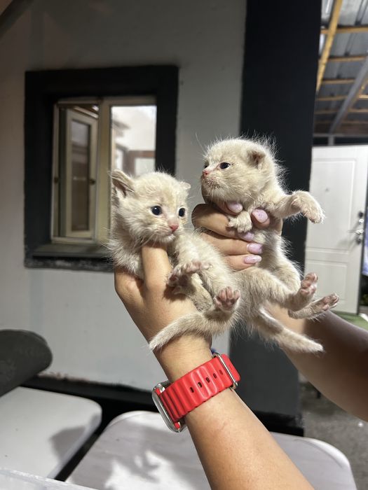 Отдам котят в добрые руки