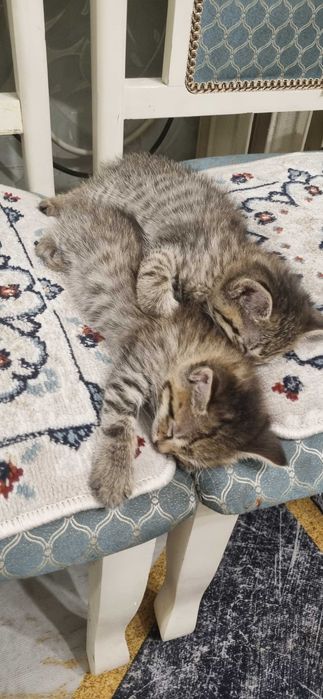 Кошечки ищут дом