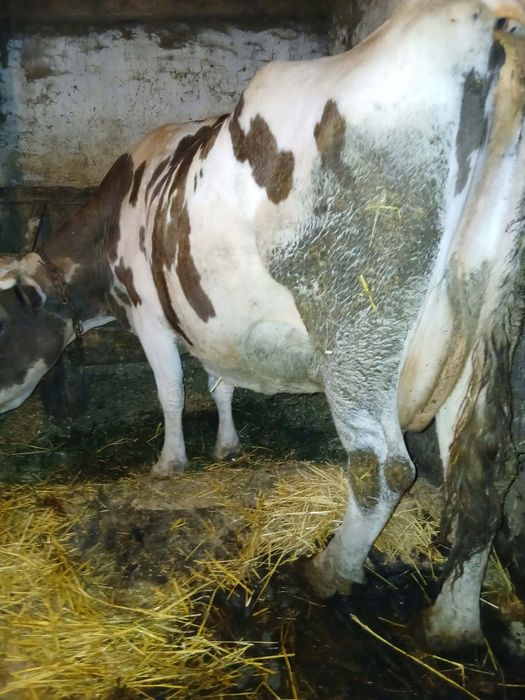 Vaca de vânzare.