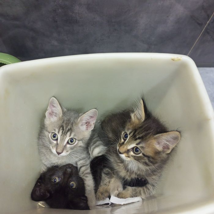 Отдадим котят в добрые руки