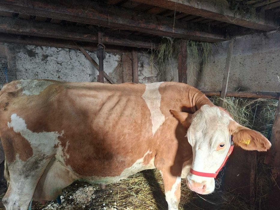 Vaca baltata romaneasca