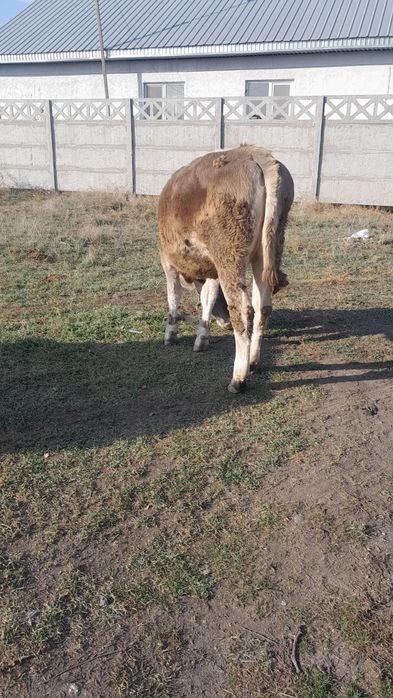 Продам  годовалая телку