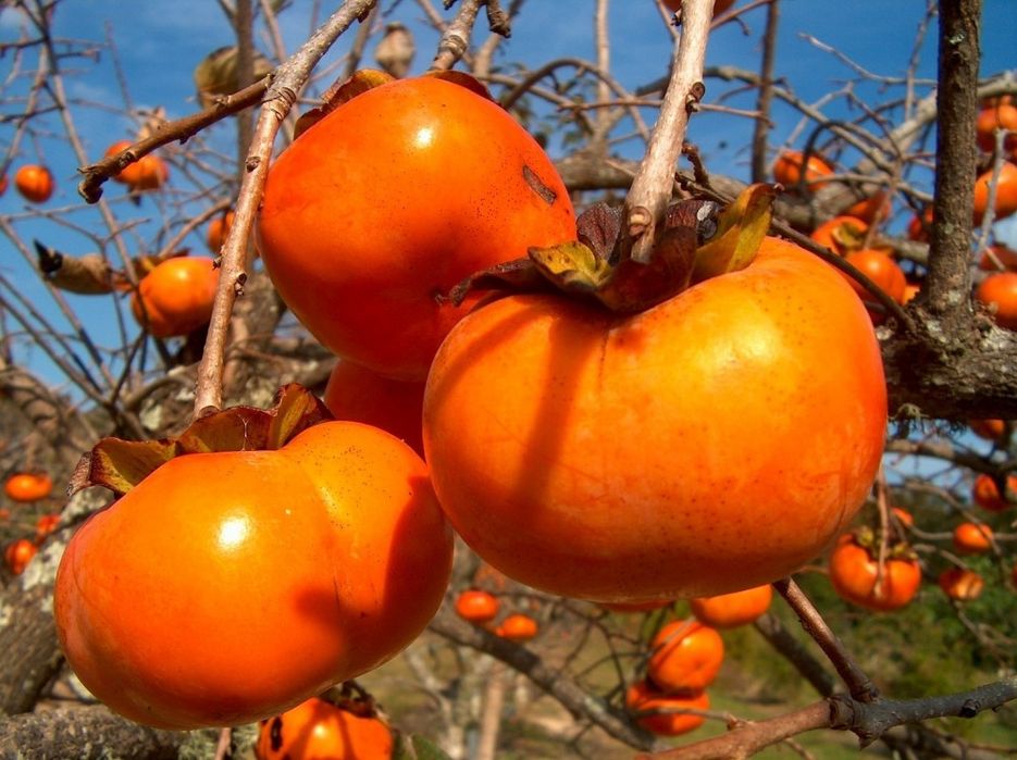 Pomi Exotici (KAKI Diferite Soiuri )la ghiveci