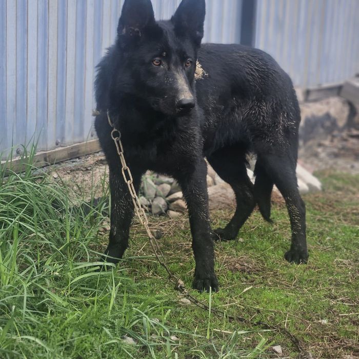 Немецкая овчарка