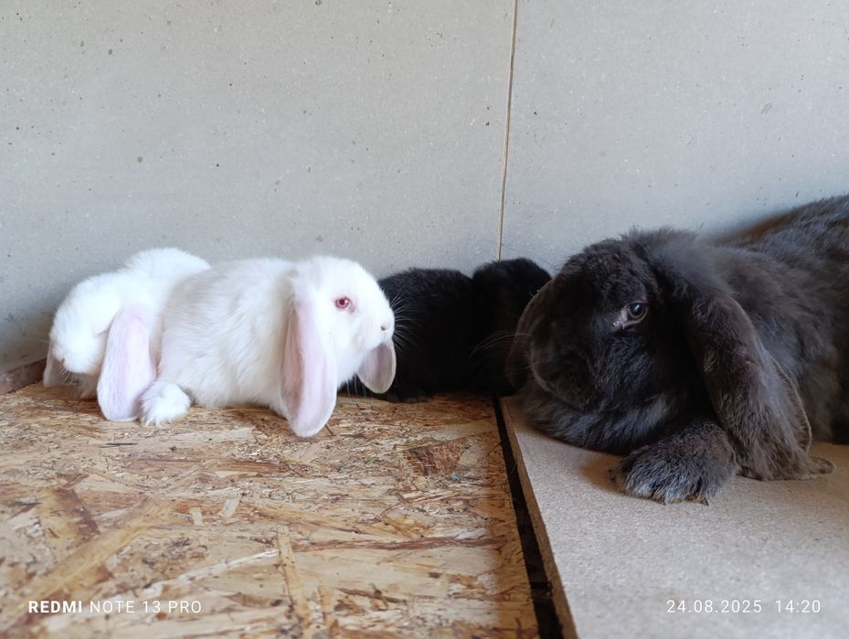 Кролики французский баран