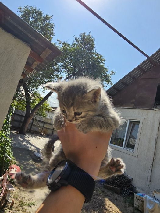 4 котят пол пока не всех знаю