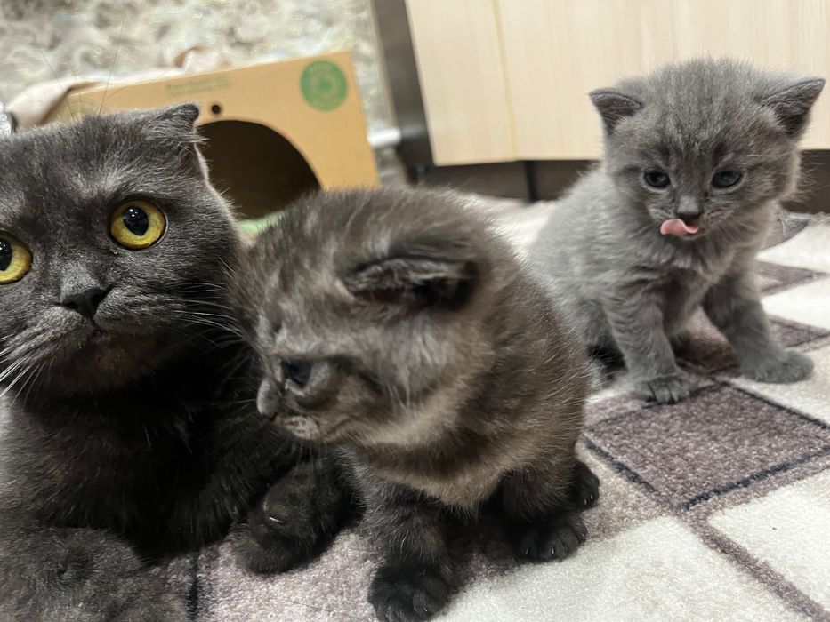 Котята скотиш  фолд