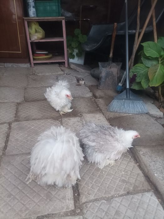 Мини кохин кокошки