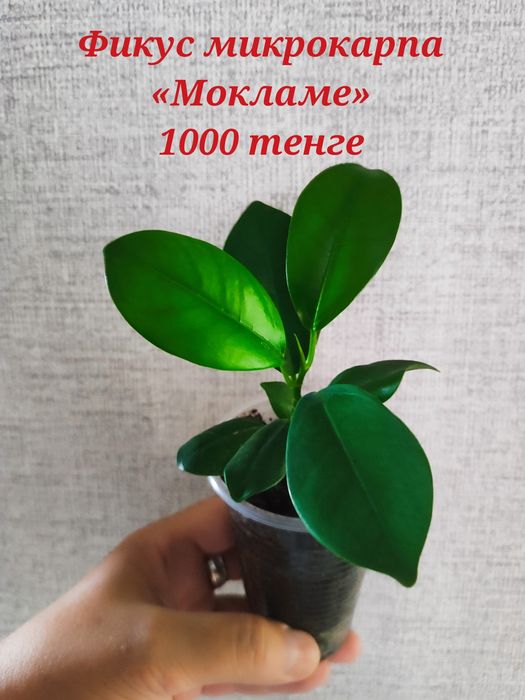 Продам комнатные цветы