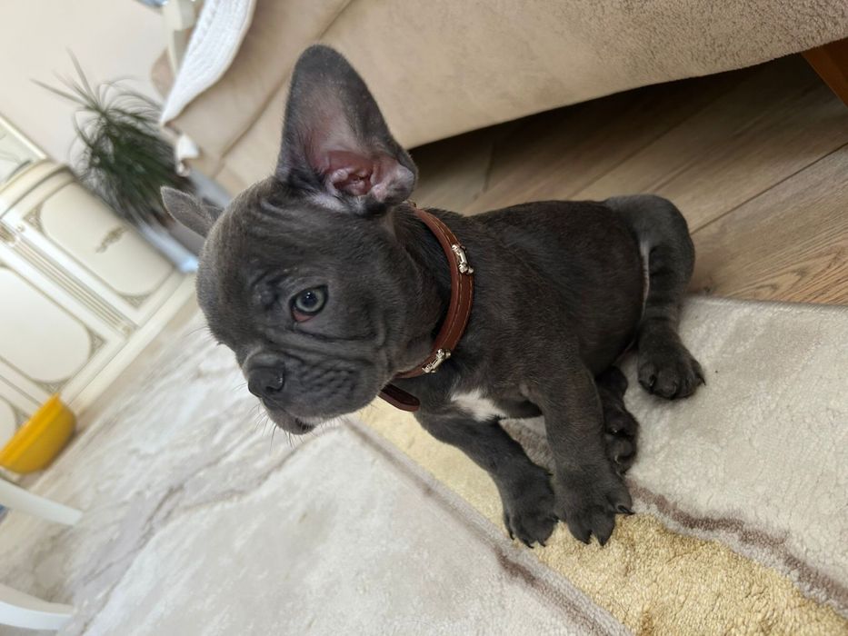 Продам Французский Бульдог