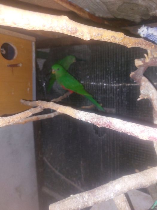 Papagali Rege Australian