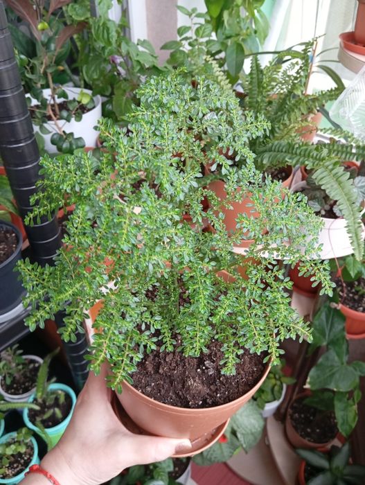 Продам цветы комнатные