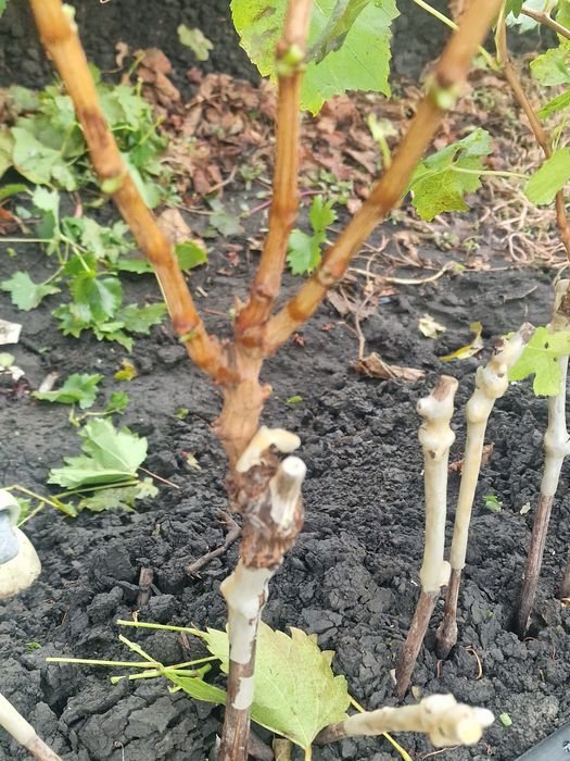 Vand butasi de vita de vie altoiti