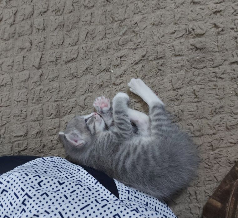 Отдвм котенка мальчик 2 мес