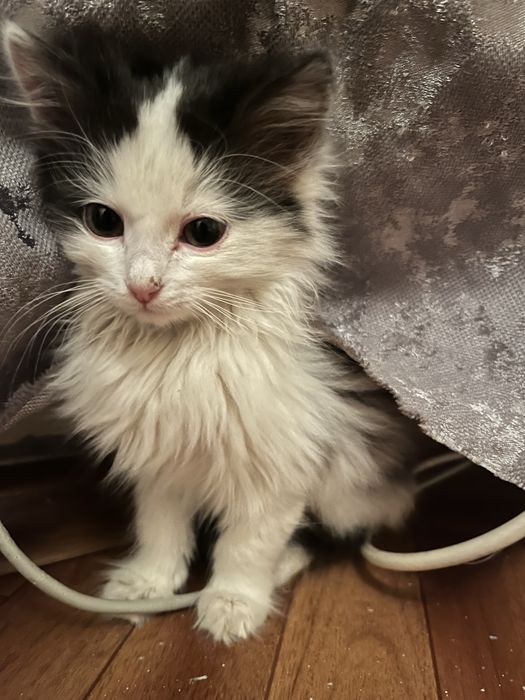 Отдам котенка девочку 2 месячного