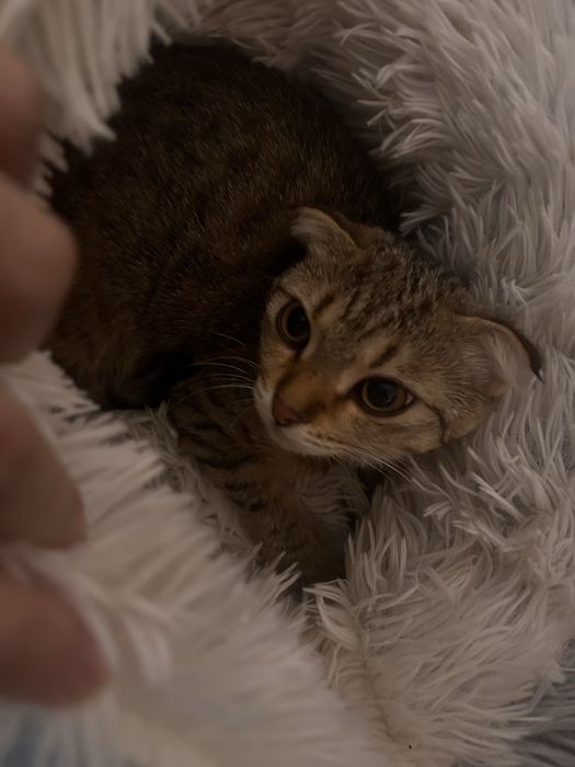 Шотландская вислоухая кошка