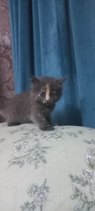 Продаются котята