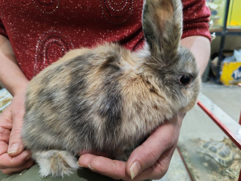 Кролик декоративный