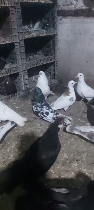 Челкар туркмени лет с игрой летные