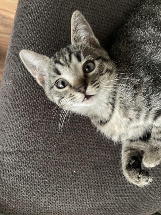 Se dau spre adoptie pisicute