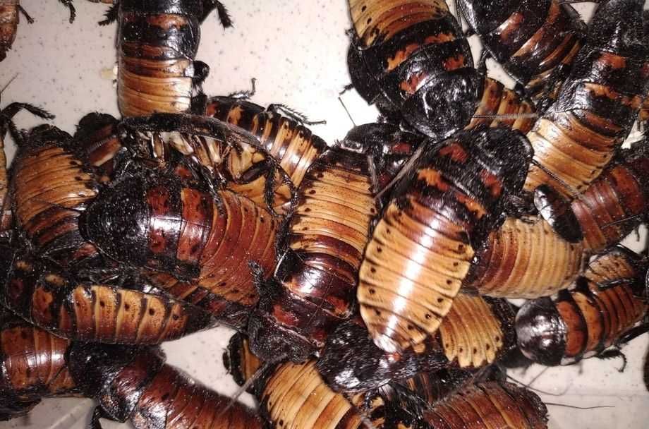 Мадагаскарский таракан