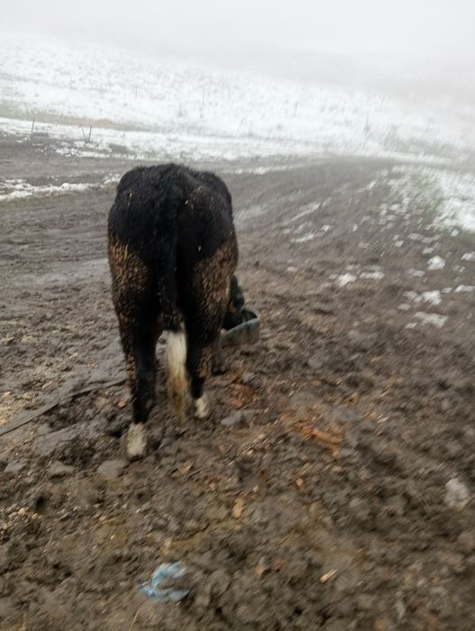 De vânzare junică gestanta