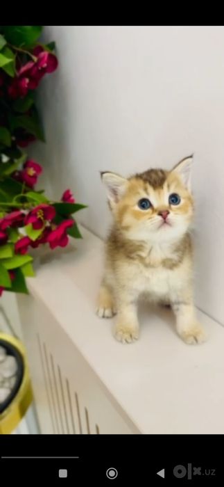 Золотой шиншилла