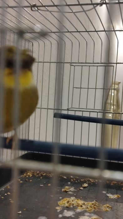 Продавам мъжко глостер