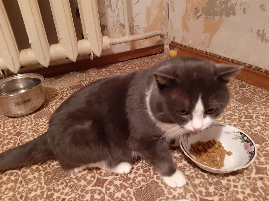 Василий Иванович в добрые руки