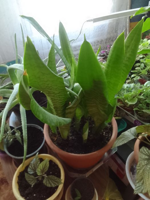 Продам комнатные цветы