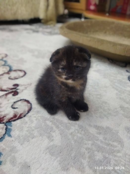 Продается шотландский котёнок