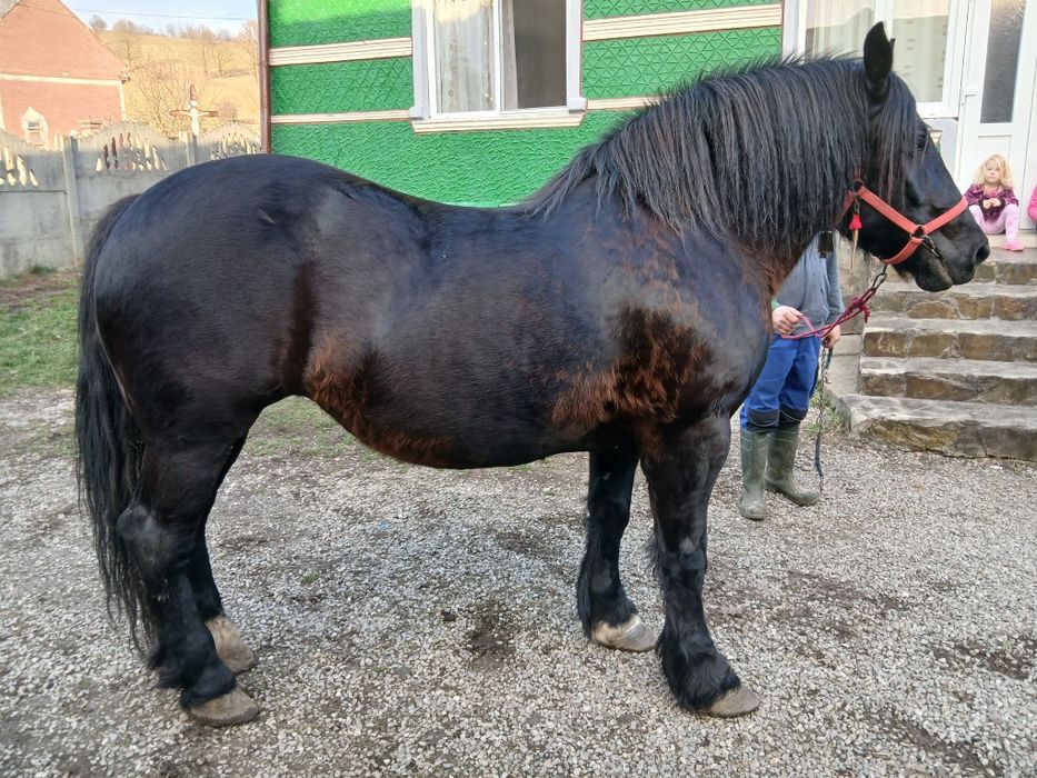 Iapa de vânzare 8 ani