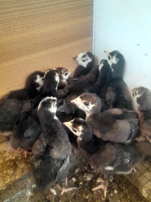 Продам индюшат и гусят разные возраст.