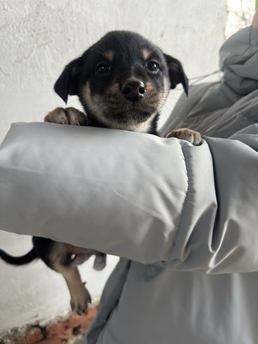 Мальчик щенок ищет дом