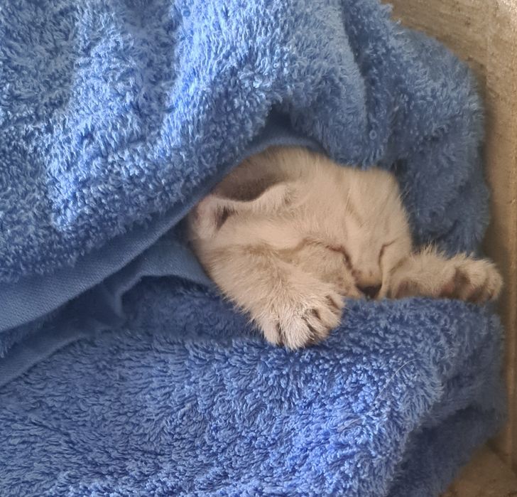Котенок бесплатно