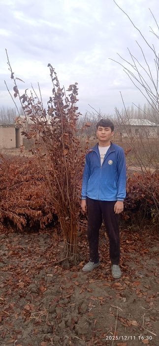 Achchik gilos kuchatmlari