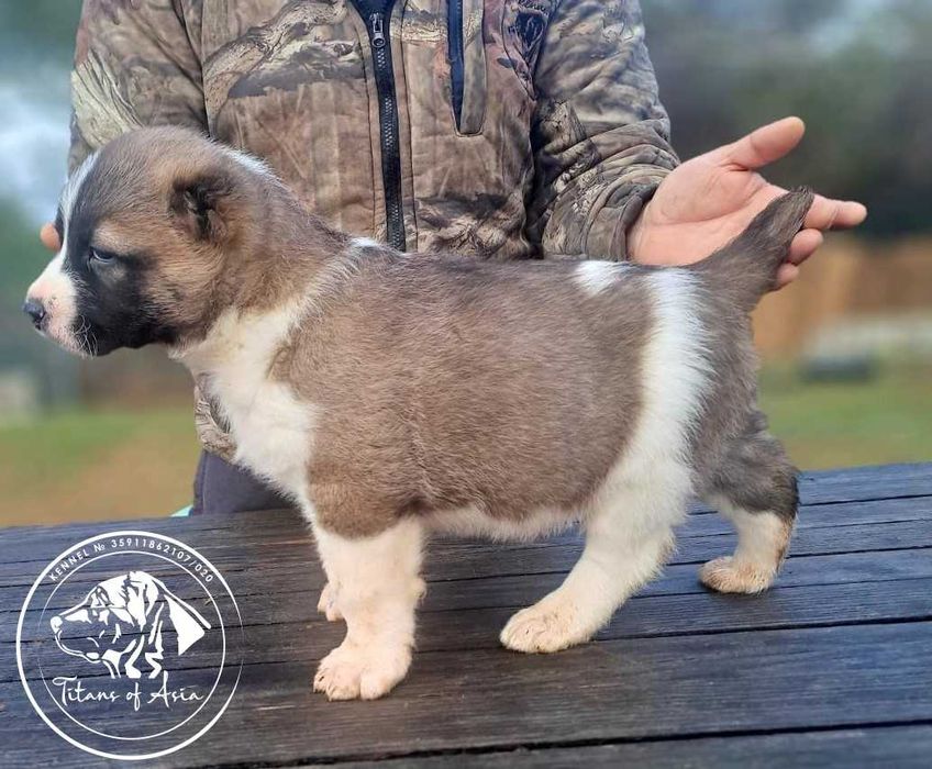 Женско САО , АЛАБАЙ , Туркменски Вълкодав