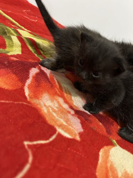 Мысық котенок мальенки