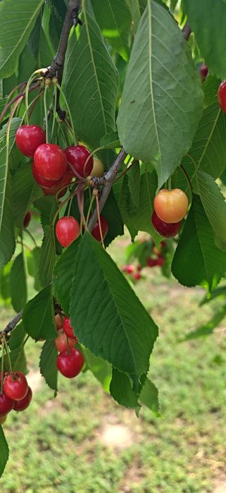 Cireșe Bio de Mai 25 Ron/kg