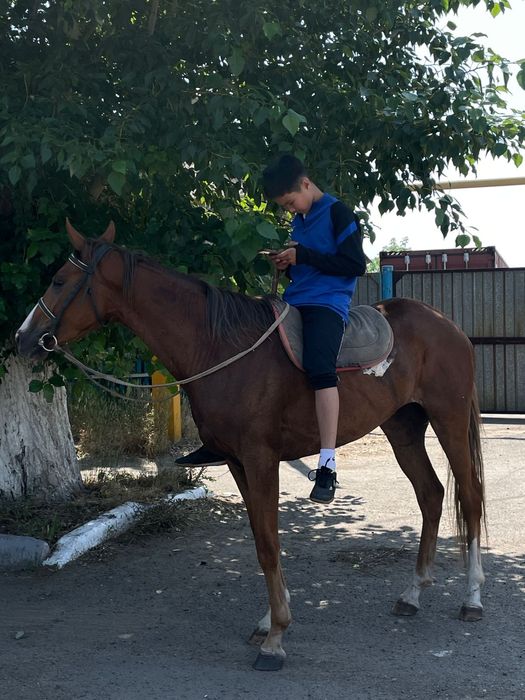 Қостанай байтал сатлады