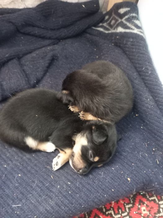 Карликовый пинчер