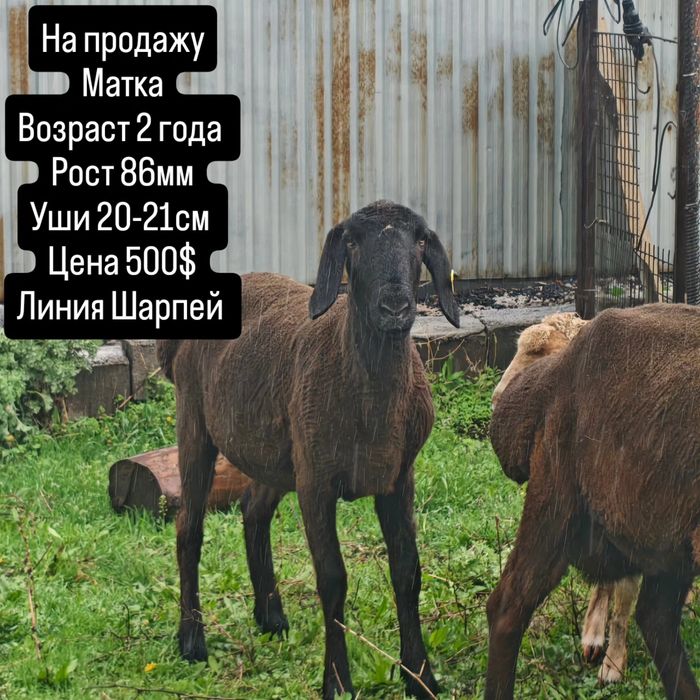 Арашан Гиссар матка