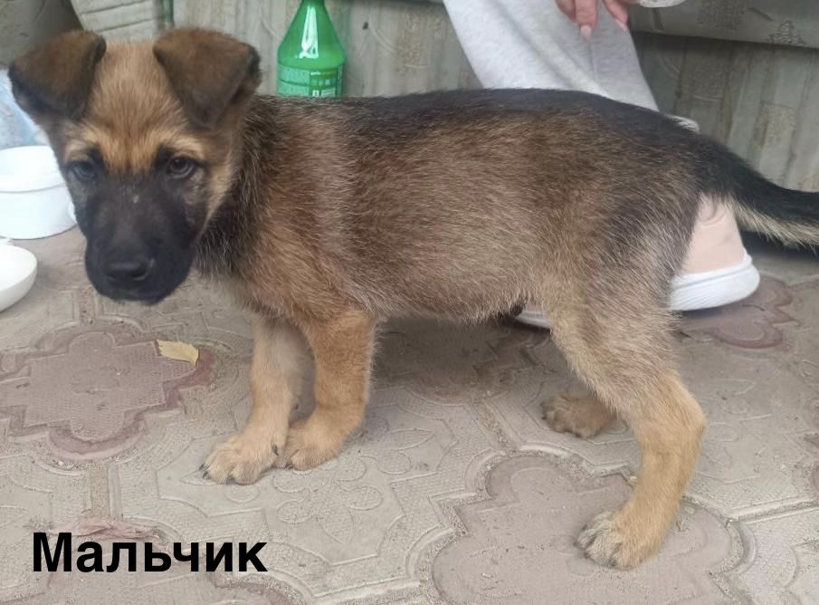 Прекрасные щеночки ищат дом!