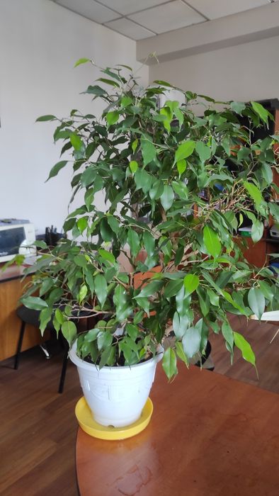 Растения комнатные