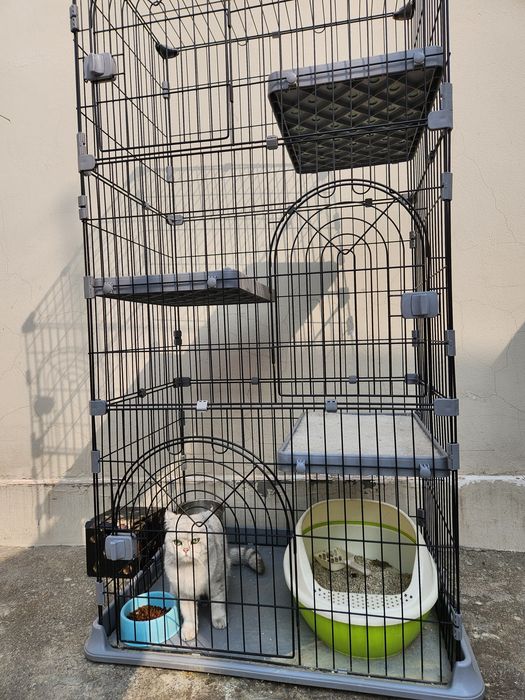 Срочна сотилади qapaslari bilan beriladi  Тоза британиский шин шила