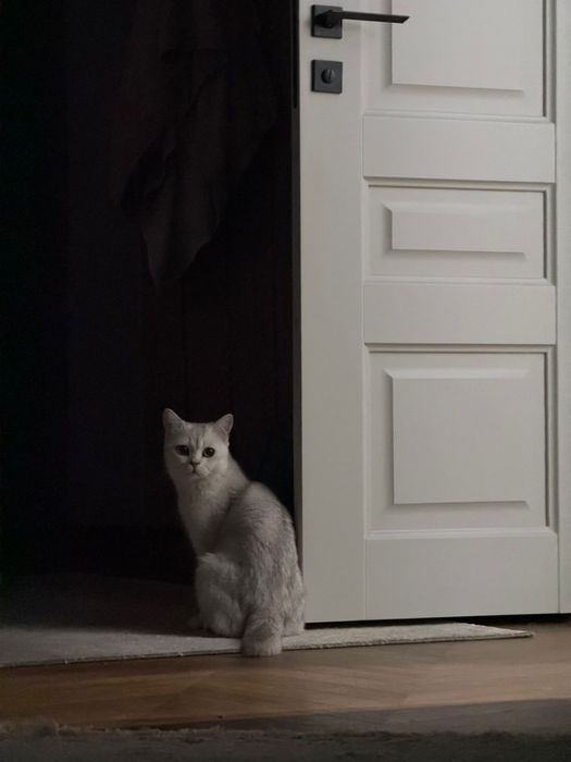 вязка кот шиншила