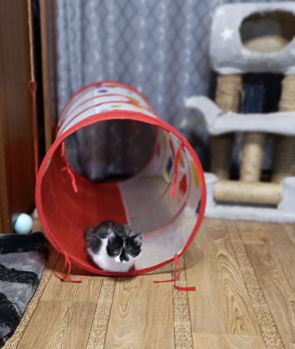 В хорошие руки отдам