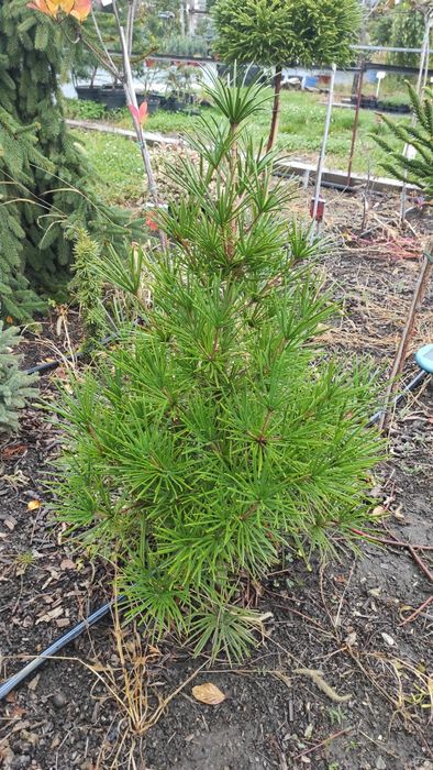 Plante ornamentale deosebite, altoite, de colectie.